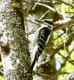 Hairy Woodpecker Photo: Chuck Dinsmore