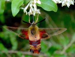 Hummingbird moth Photo: Frank Kaczmarek