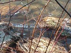 Ice droplets Photo: Nancy Allen