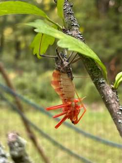 Insect Photo: Lori Klamner-Wood