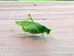 Katydid Photo: Penelope Harris