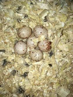 Kestrel eggs Photo: Tami Gingrich