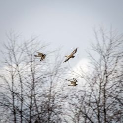 Killdeer Photo: AM Dannis