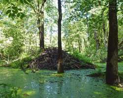 Beaver house Photo: Sheri Larsen