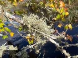 Lichen on branch Photo: Igor Zlokarnik