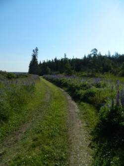 Lupines in Maine Photo: Amy Peberdy