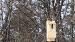 Bluebirds Photo: Jill DeVito