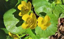 Marsh marigold Photo: Deb Clough