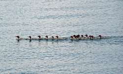 Mergansers Photo: Sheri Larsen