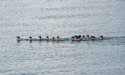 Mergansers Photo: Sheri Larsen