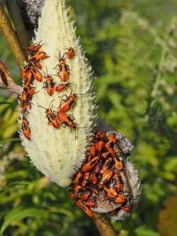 Milkweed bugs Photo: Ross Lanius