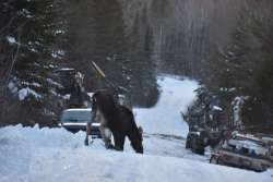 Moose Photo: Lonnie Jandreau