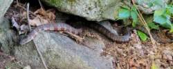 Northern water snake Photo: Jay Remington