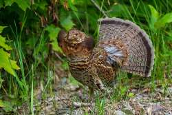 Partridge Photo: Mary Hartt