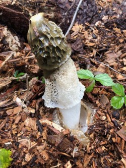 Phallus duplicatus Photo: David Porter