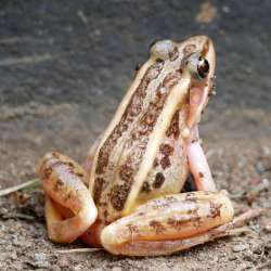 Pickerel frog Photo: Amy Quist