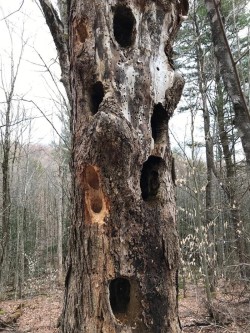 Pileated Woodpecker Photo: Charlotte A. Reed