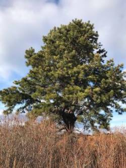 Pitch Pines Photo: Randi Kosmes