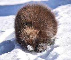 Porcupines Photo: John Gilbert