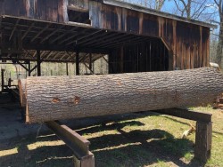 Prime Pine Photo: Larry Bruffee