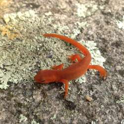 red eft Photo: Sally Cornwall