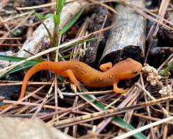 Red Eft Photo: Karinne Heise