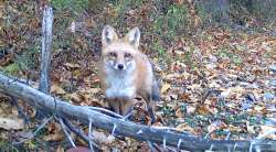 Red fox Photo: Steven Myruski