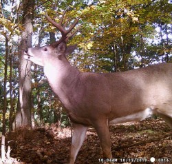 Regal Buck Photo: Bonnie Honaberger