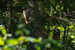 Owls Photo: Benjamin Wymer