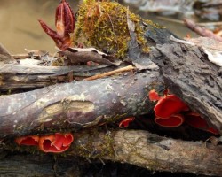 Scarlet Cup Fungus Photo: Kimberly Adriaansen