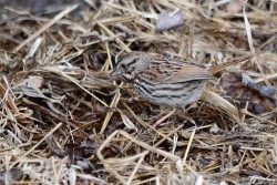 29_song_sparrow.jpg