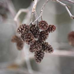 Speckled alder Photo: AM Dannis