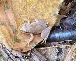 Spring peeper Photo: Karinne Heise