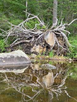 Pond stump Photo: Nancy Halloran