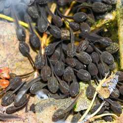 Tadpoles Photo: Sandy Dannis