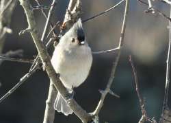 Tufted titmouse Photo: Karinne Heise