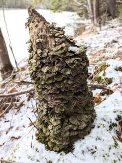 Turkeytail stump Photo: Marian Waterman