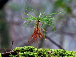 White Pine Seedlings Photo: Charlie Schwarz