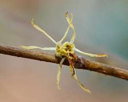 Witch hazel Photo: Ross Lanius