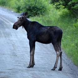 Moose Photo: Conor Dannis