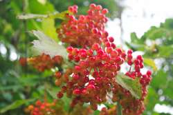 Berries Photo: John Blaser