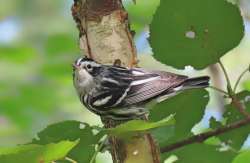 Warbler Photo: Deb Clough