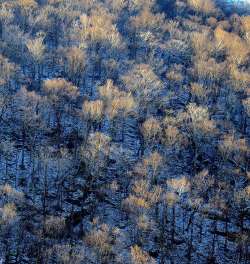 Trees Photo: Frank Kaczmarek