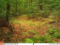 Whitetail Behavior and Physiology Photo: Northern Woodlands