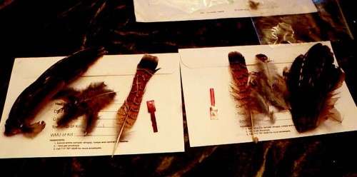 Grouse feathers