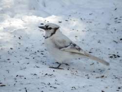 Bluejay Photo: Ben Haubrich