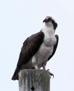 Osprey Photo: Ross Lanius