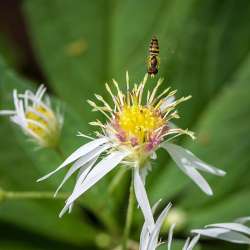 Pollinator Photo: AM Dannis