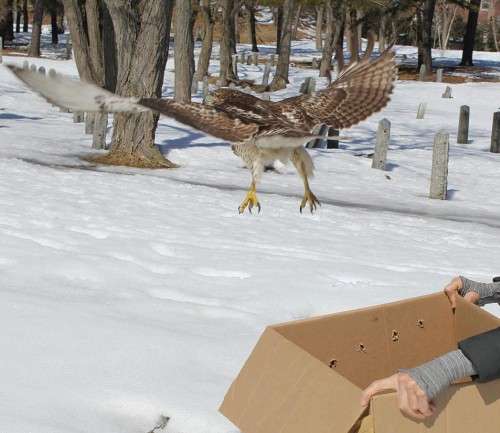 Hawk release