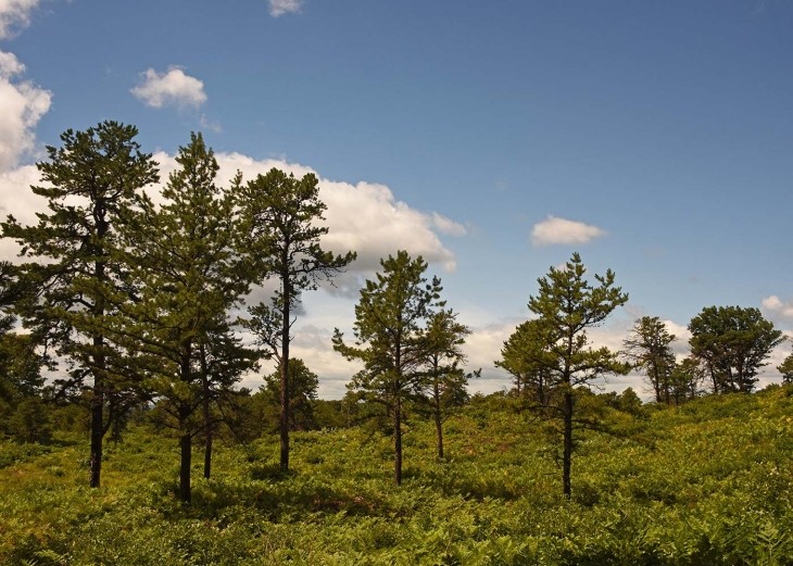 2_albany_pine_bush.jpg